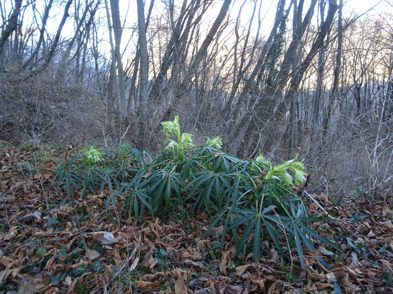 Helleborus foetidus - Ranunculaceae